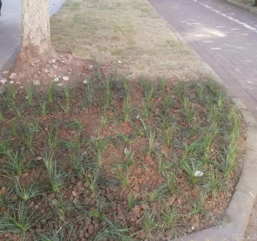 阳光威尼斯现状,阳光威尼斯四期最新现状