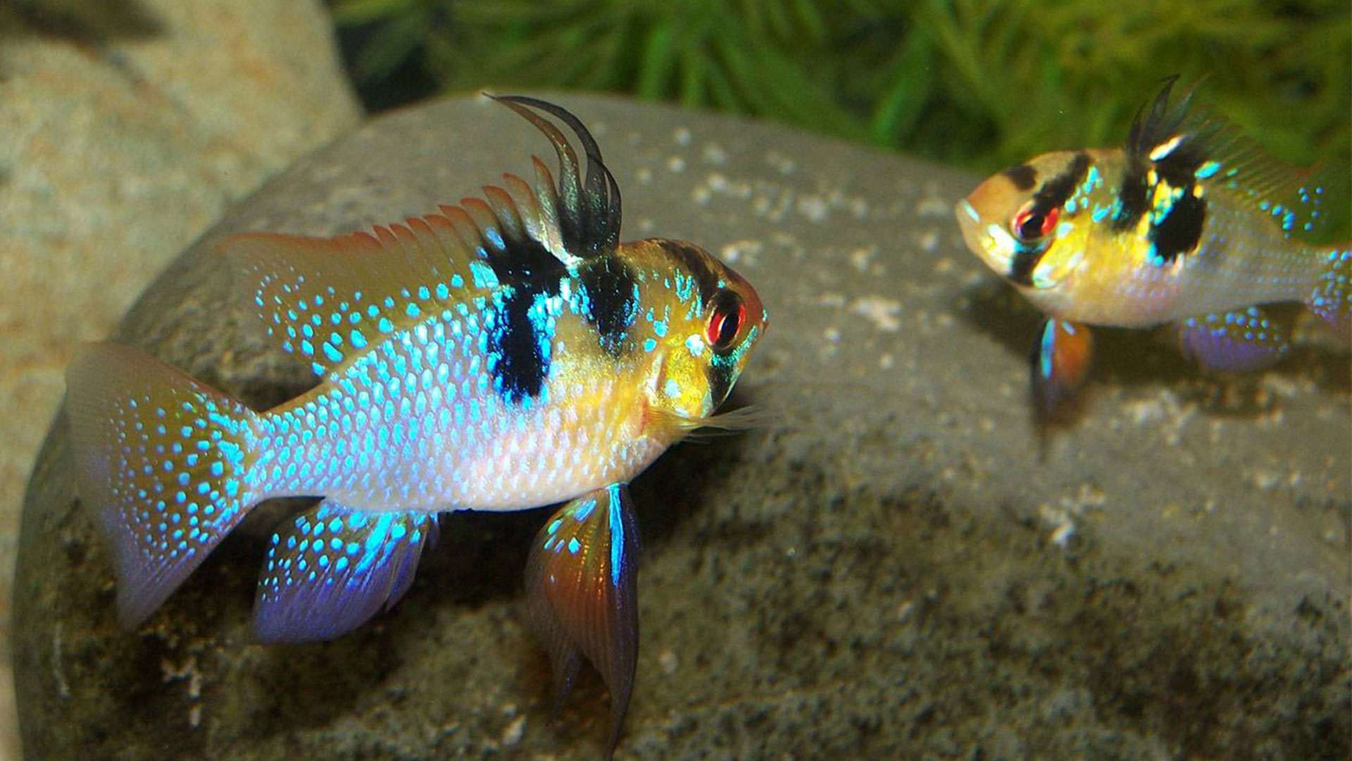 养鱼一定要开缸吗,新手养鱼开缸教程合集