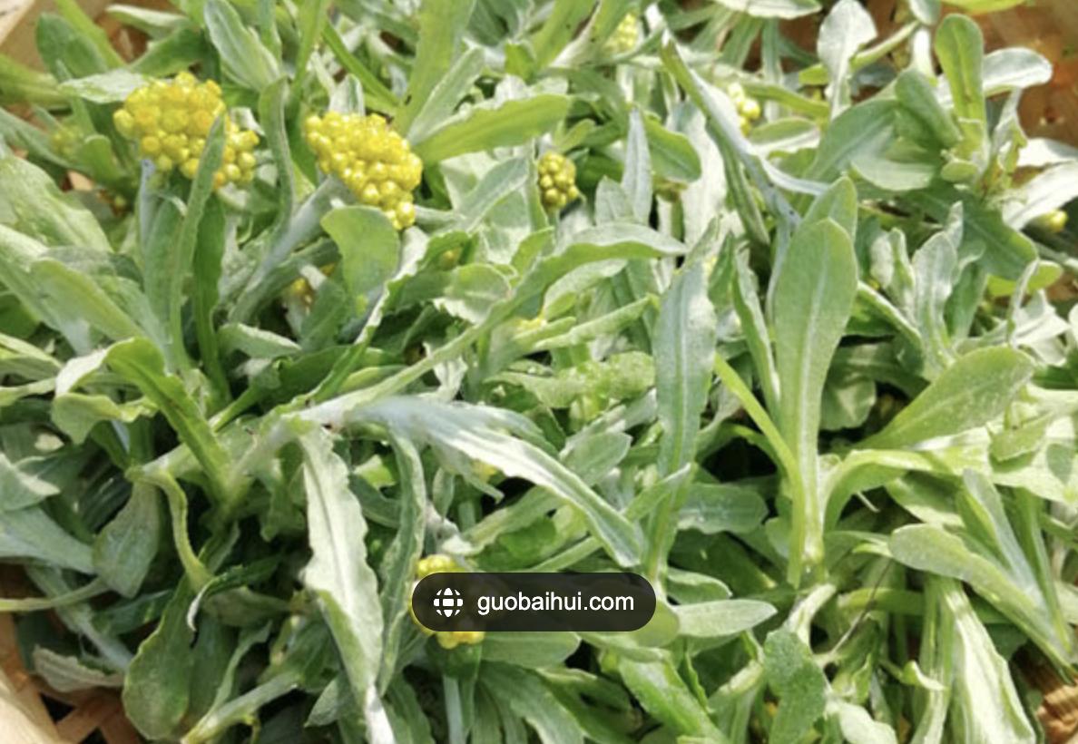 止咳化痰草图片及功效,止咳化痰最快最好的草