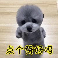 哪种狗便宜几百块就可以拿下,狗比较贵又诚实