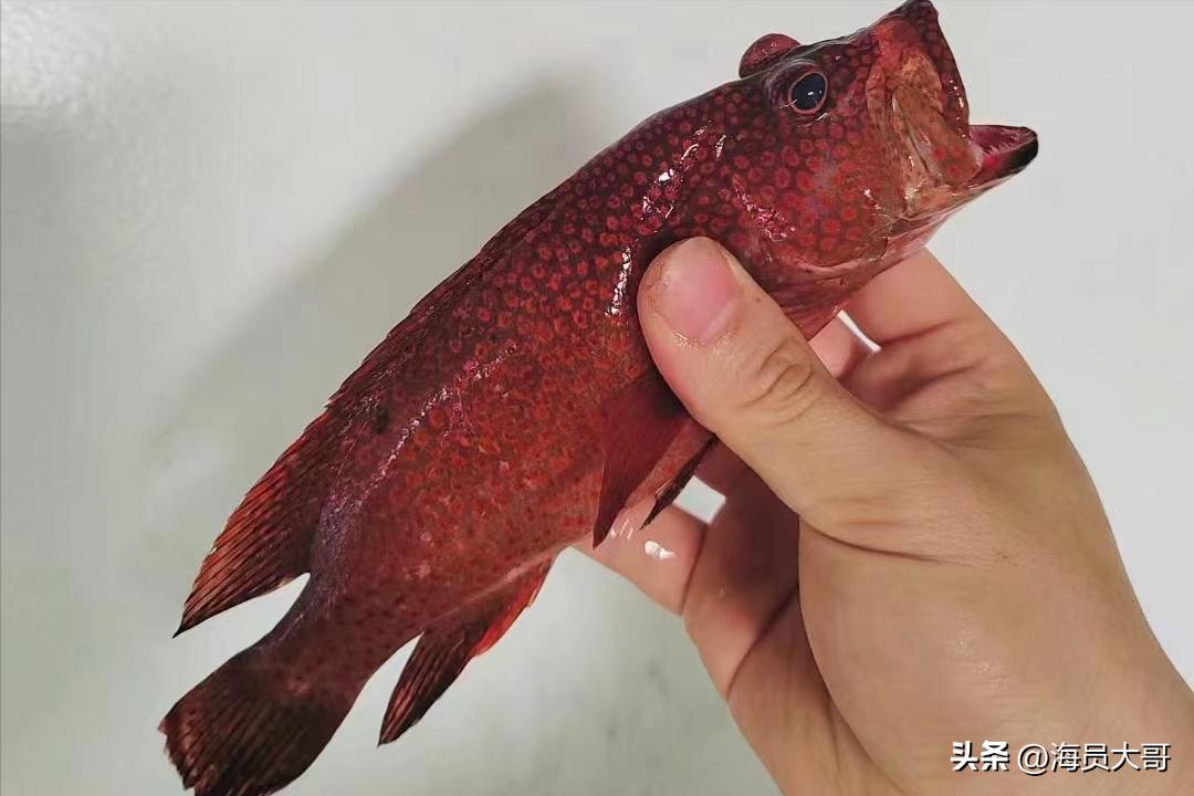 做海员每天都得工作,做海员服务好吗