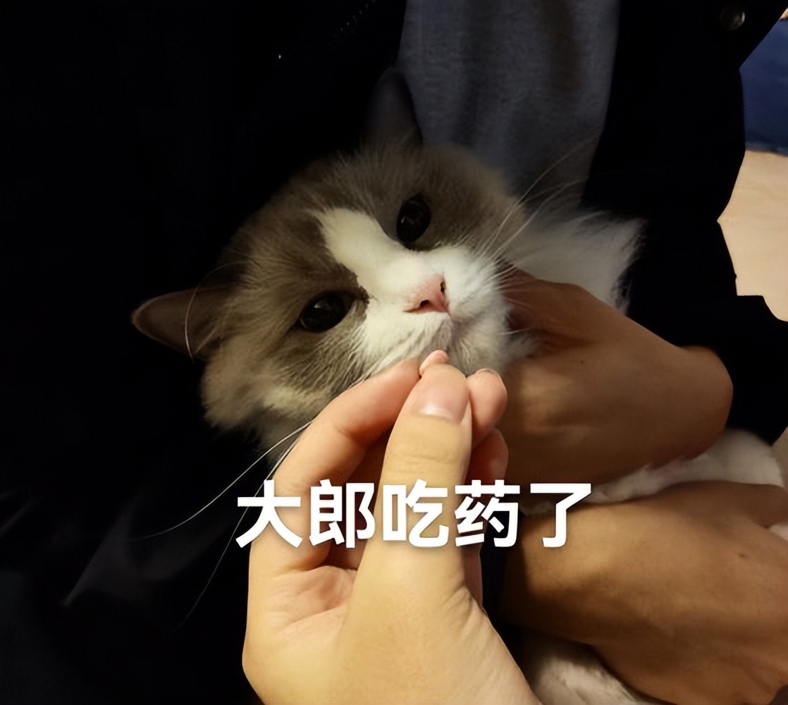 什么原因会造成猫咪毛发越来越黄,猫咪毛发颜色变黄了怎么办