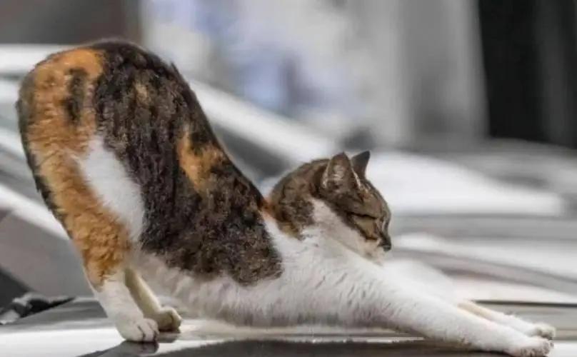 一只猫尾巴翘起来,一只猫的尾巴为什么翘起来