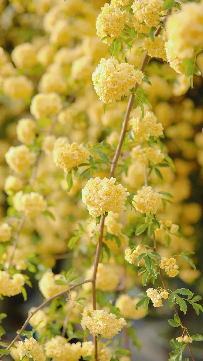 黄色系花朵壁纸,白色郁金香花田壁纸