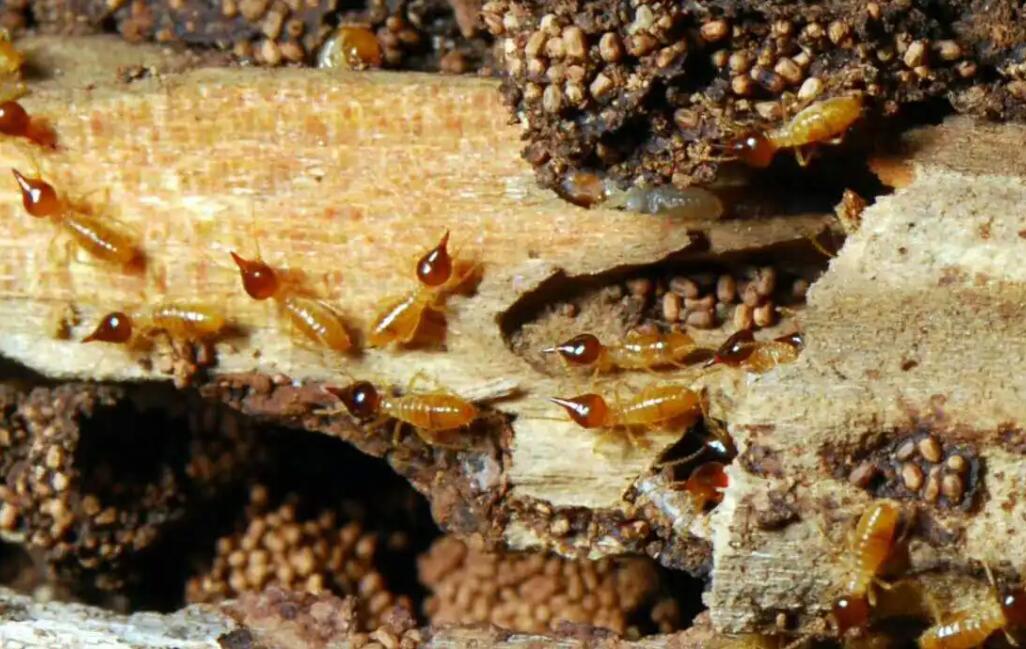 白蚁危害等级评价标准,白蚁的危害及防治方法