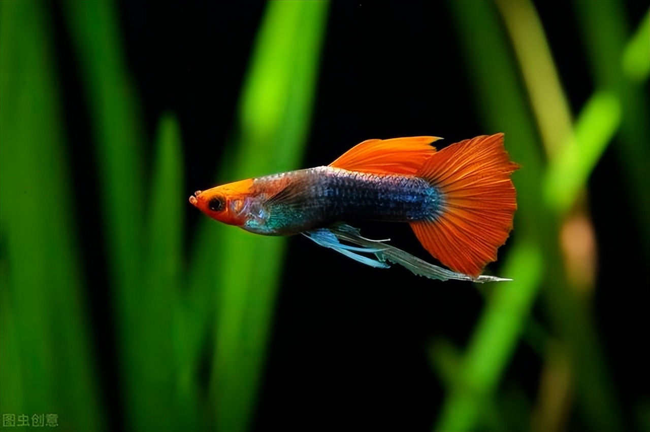 为什么孔雀公鱼总追着怀孕母鱼跑,母孔雀鱼咬别的母孔雀鱼怎么回事