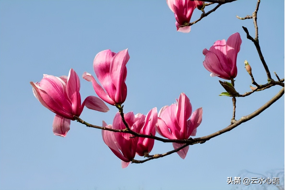 韩愈感春阅读答案及翻译赏析,韩愈感春四首全篇翻译