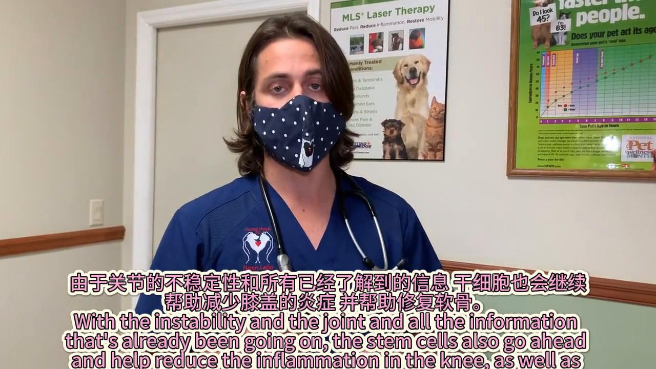 狗子韧带断裂手术恢复效果,狗子韧带拉伤怎么办