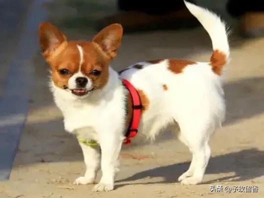 宠物狗应该怎么养详细介绍科普,宠物狗喂养及训练方法有哪些