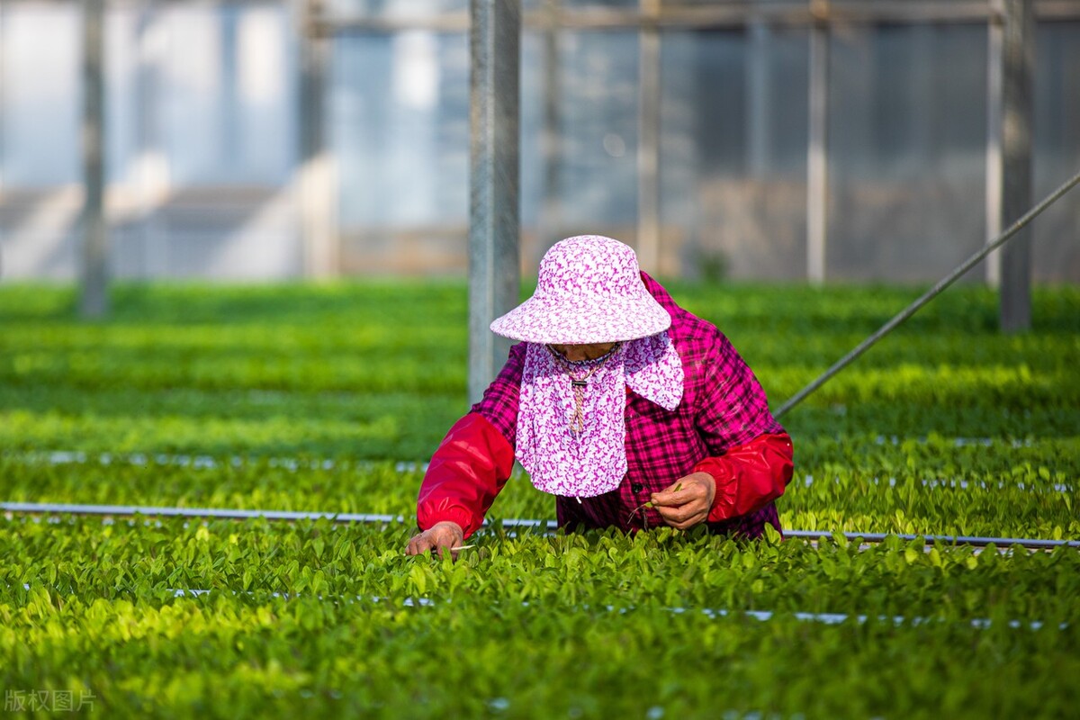 生态农业做什么最赚钱,生态农业前景如何