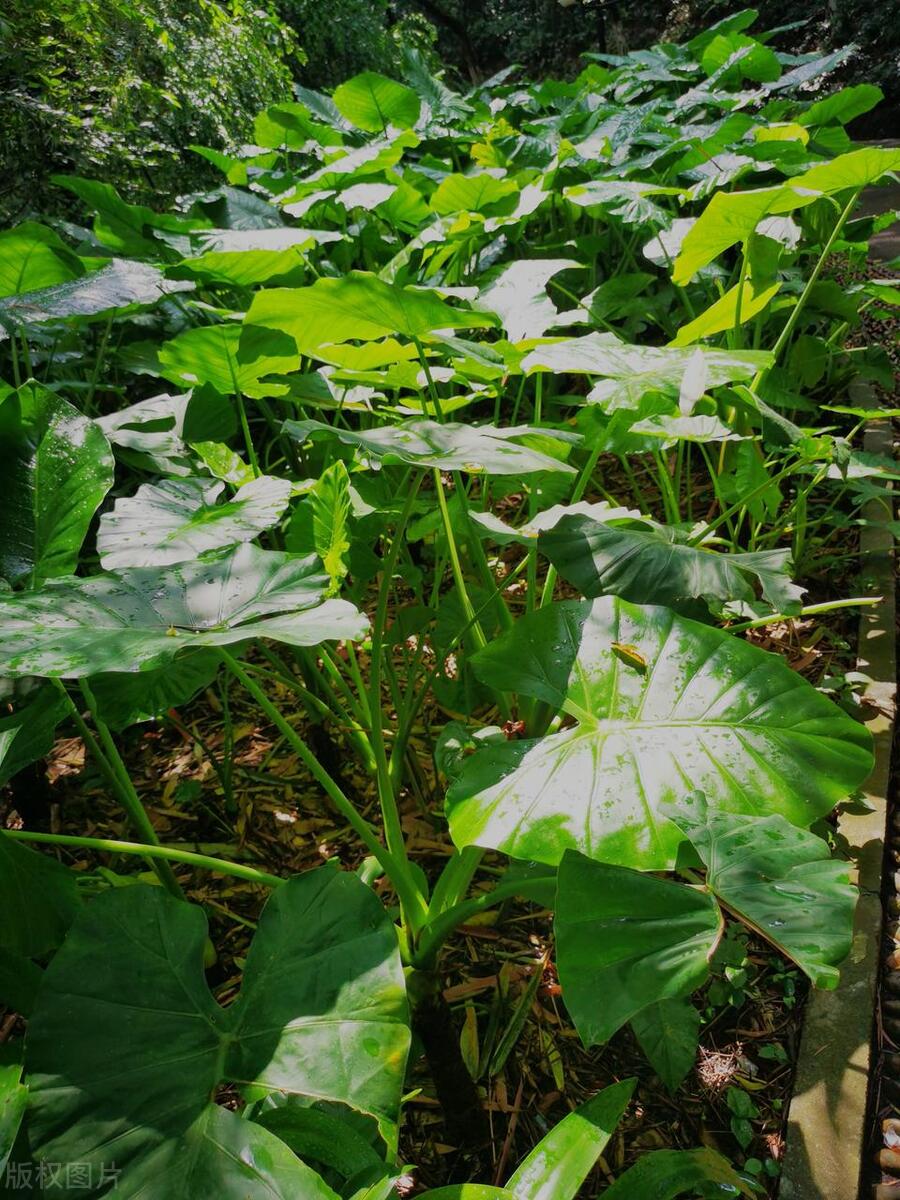 滴水观音烂根的解决方法,滴水观音烂根怎么办