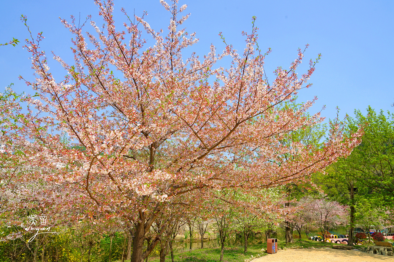 武汉看樱花半日游,武汉看樱花一日游