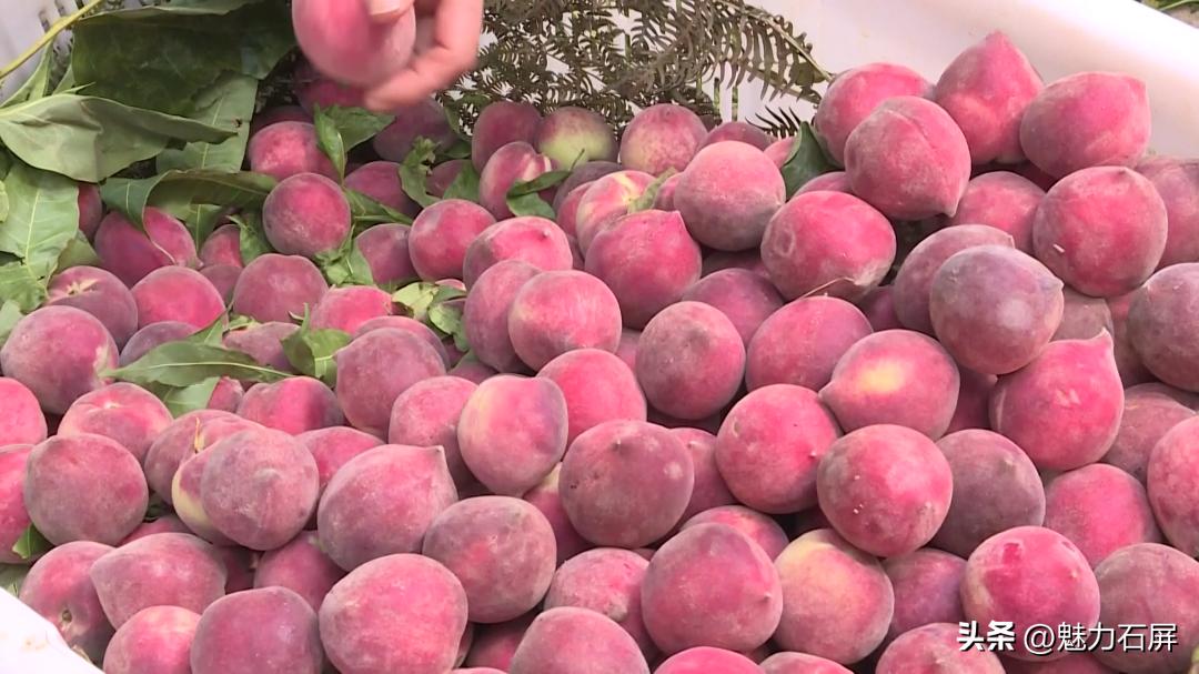 什么水果是你夏天的最爱,夏日果缤纷