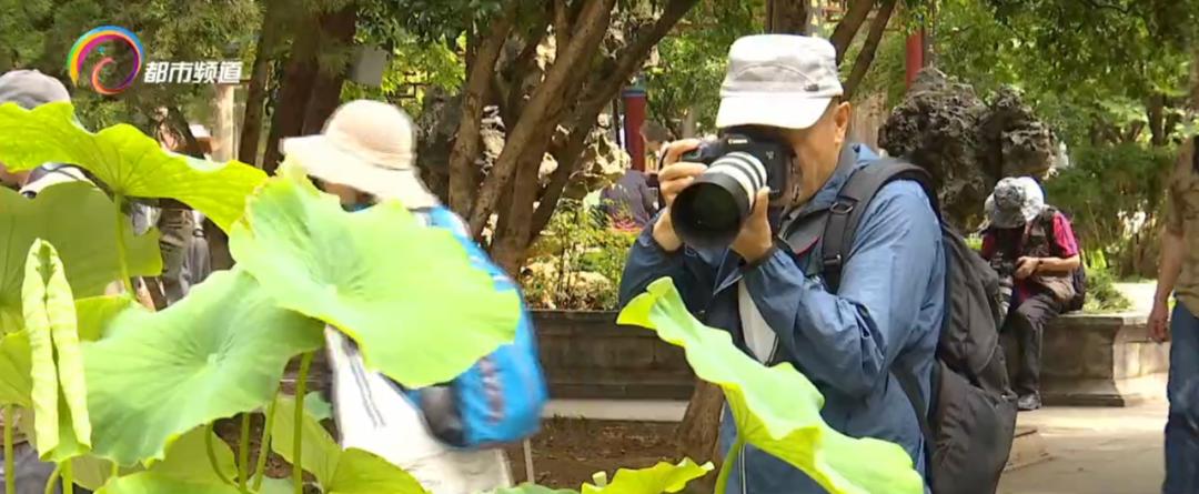 精心打扮出去拍照,大观公园荷花拍照技巧