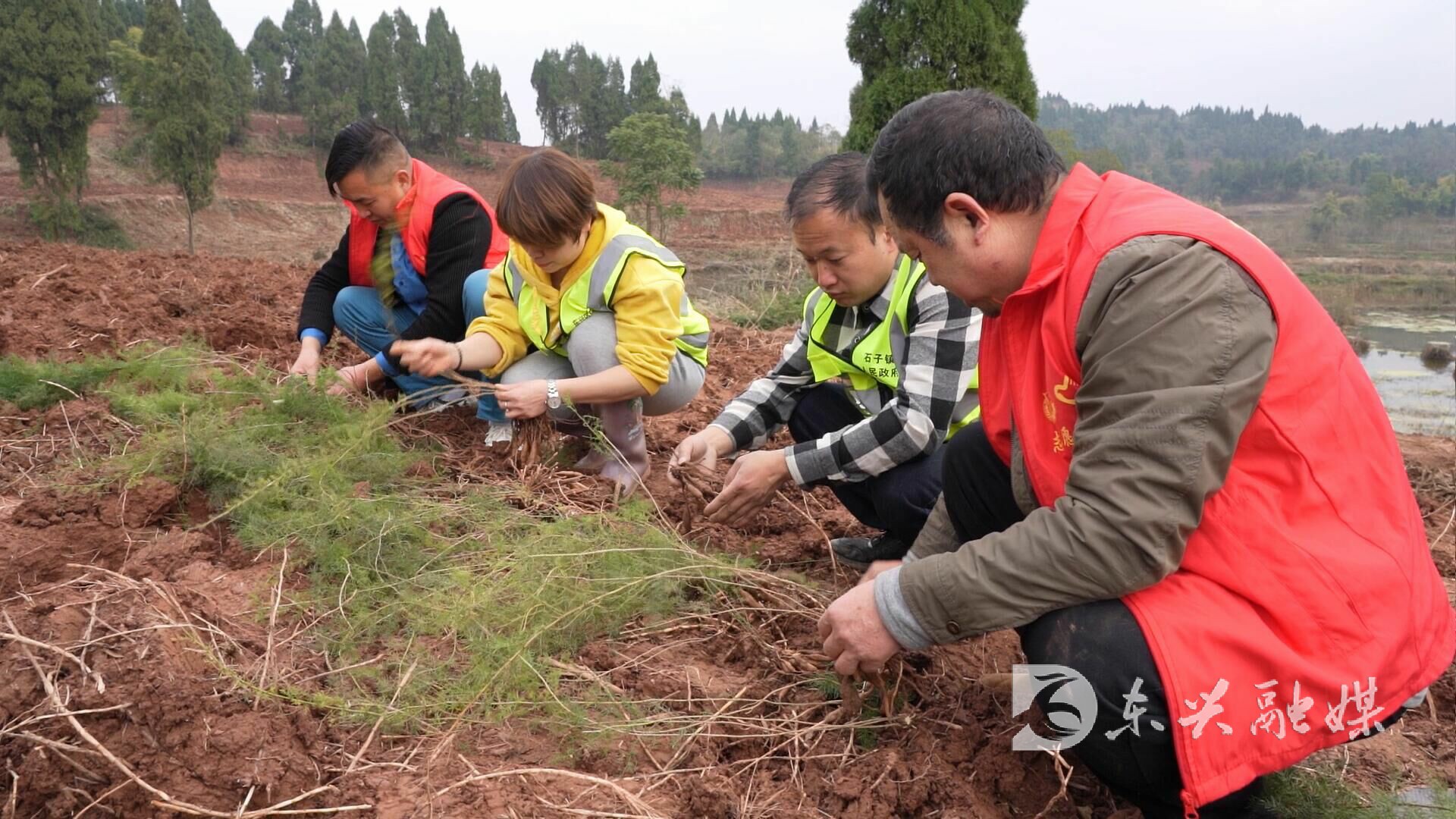 内江市东兴区天冬种植在哪个地方,内江创新产业园
