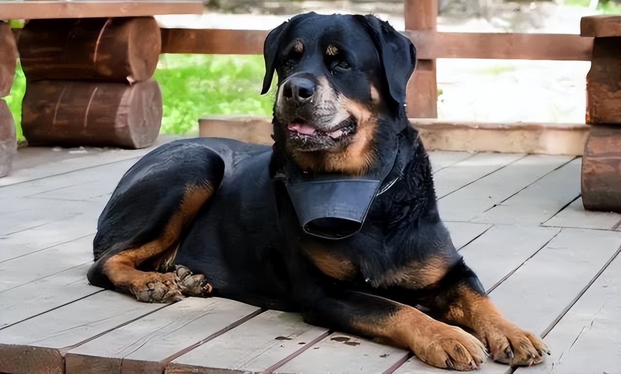 罗威纳犬有什么缺点和优点,罗威纳犬的二十五个缺点