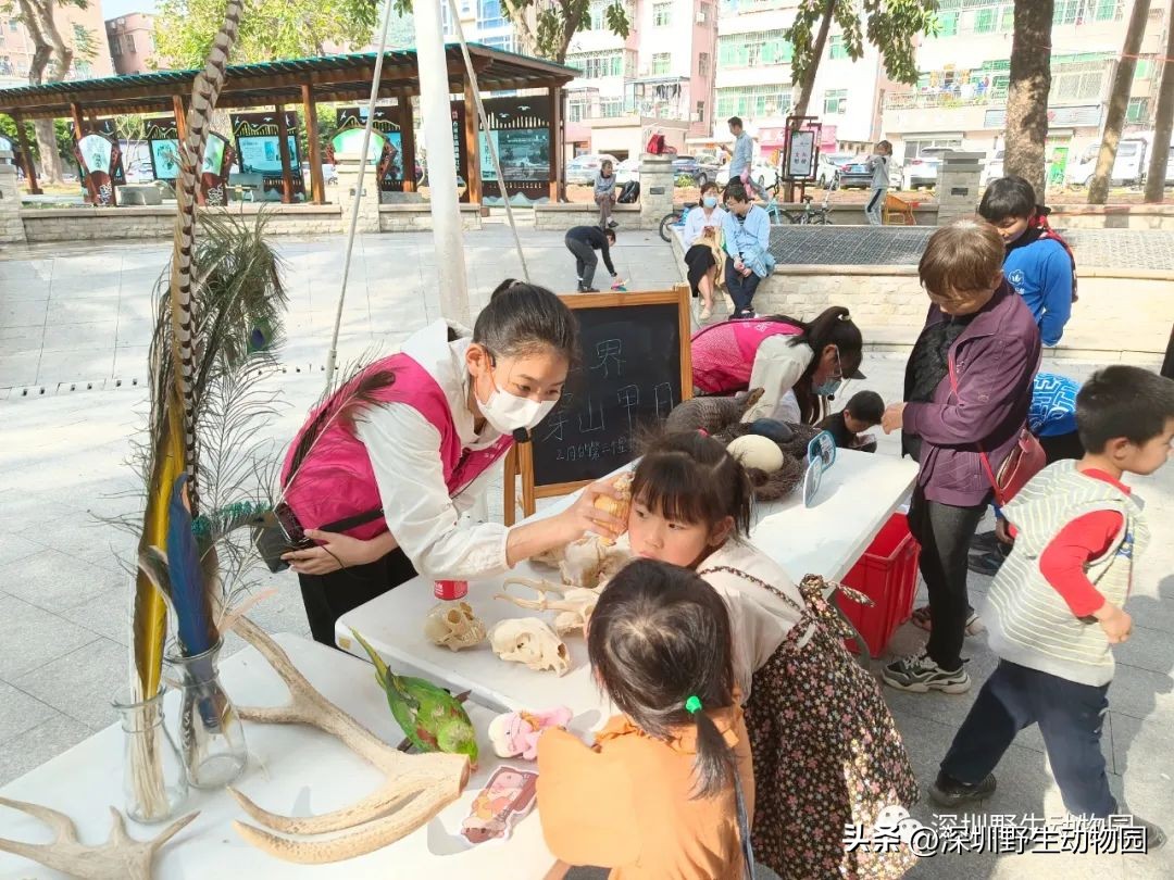 穿山甲穿山乙,穿山穿山甲真的能穿山吗