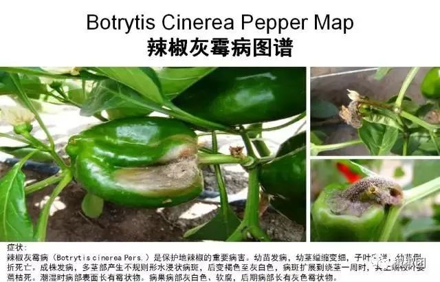 辣椒灰霉病农业防治措施有哪些,辣椒的叶霉病怎样防治
