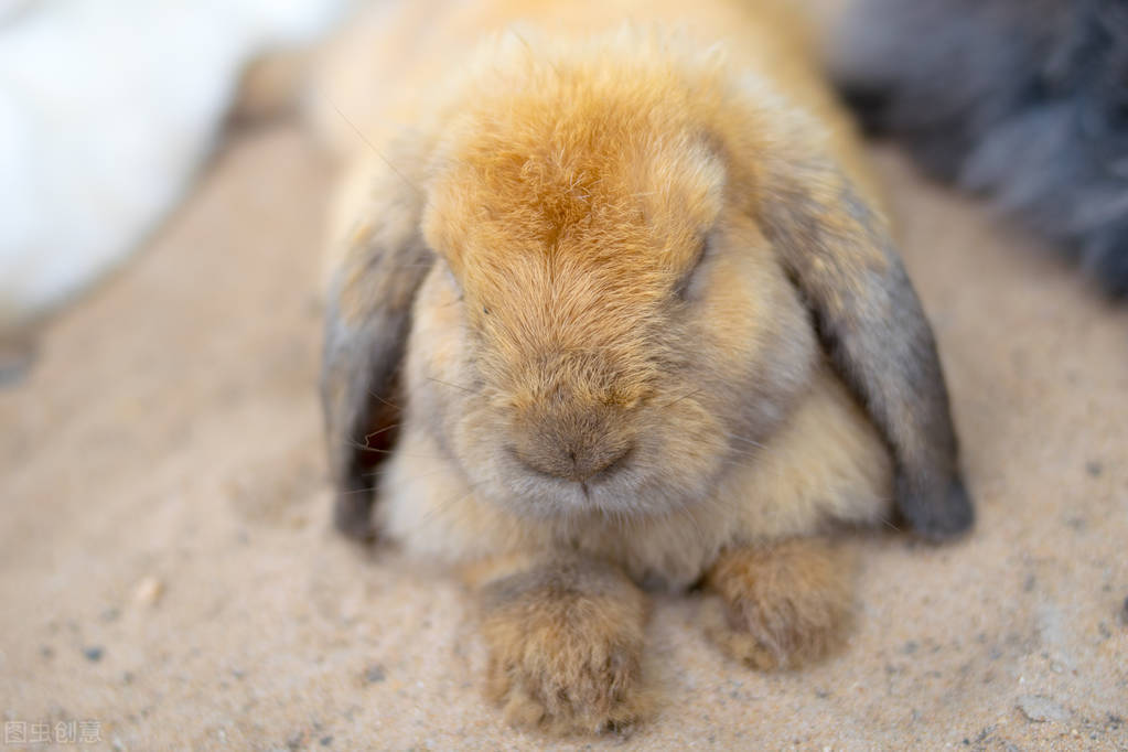 疯狂的兔子兔子打喷嚏,兔子经常打喷嚏鼻子湿