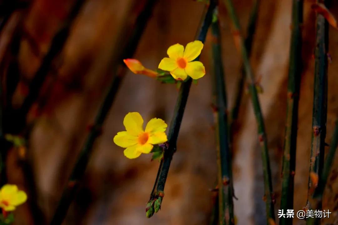迎春花是不是在春天开放,春天真的要来了迎春花开了