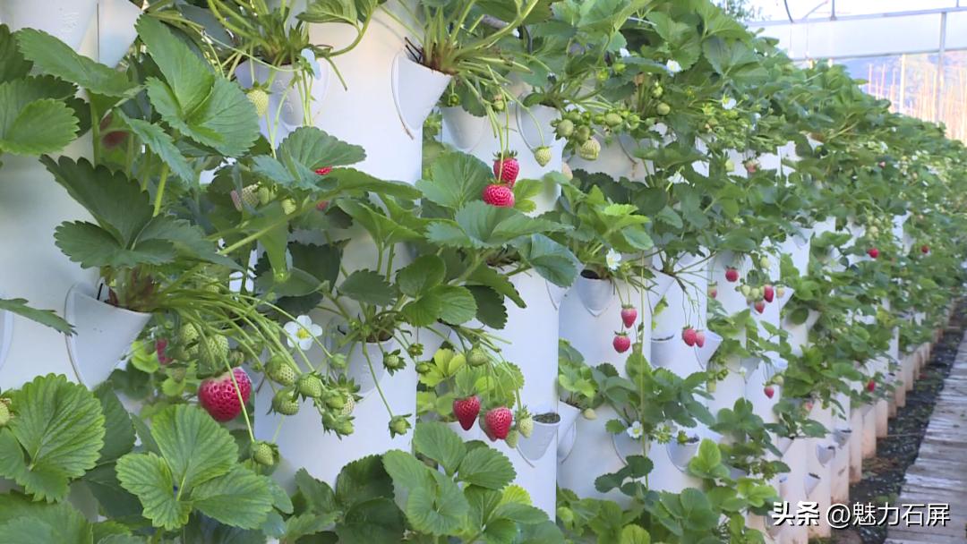 周末打卡地|去看“管道树”上的草莓and去摘冬日的第一颗草莓