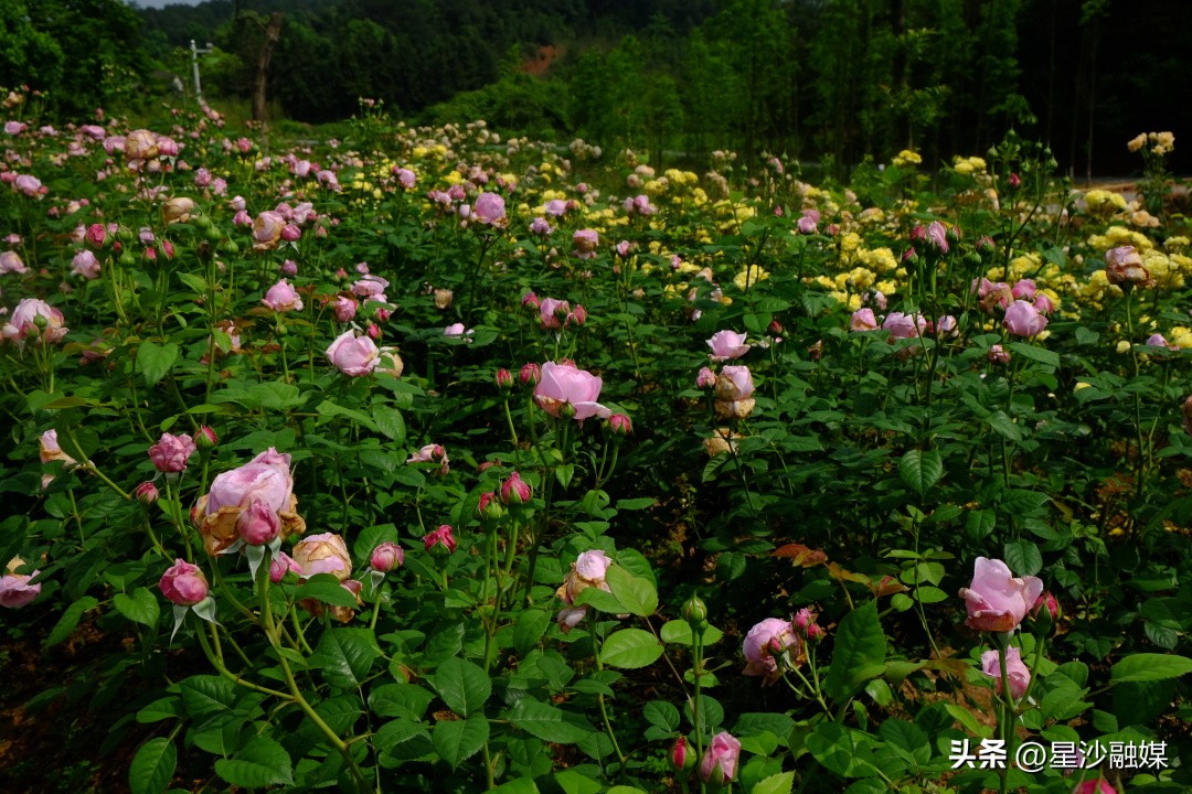 长沙春天赏花的地方有哪些,长沙春天哪里看花海