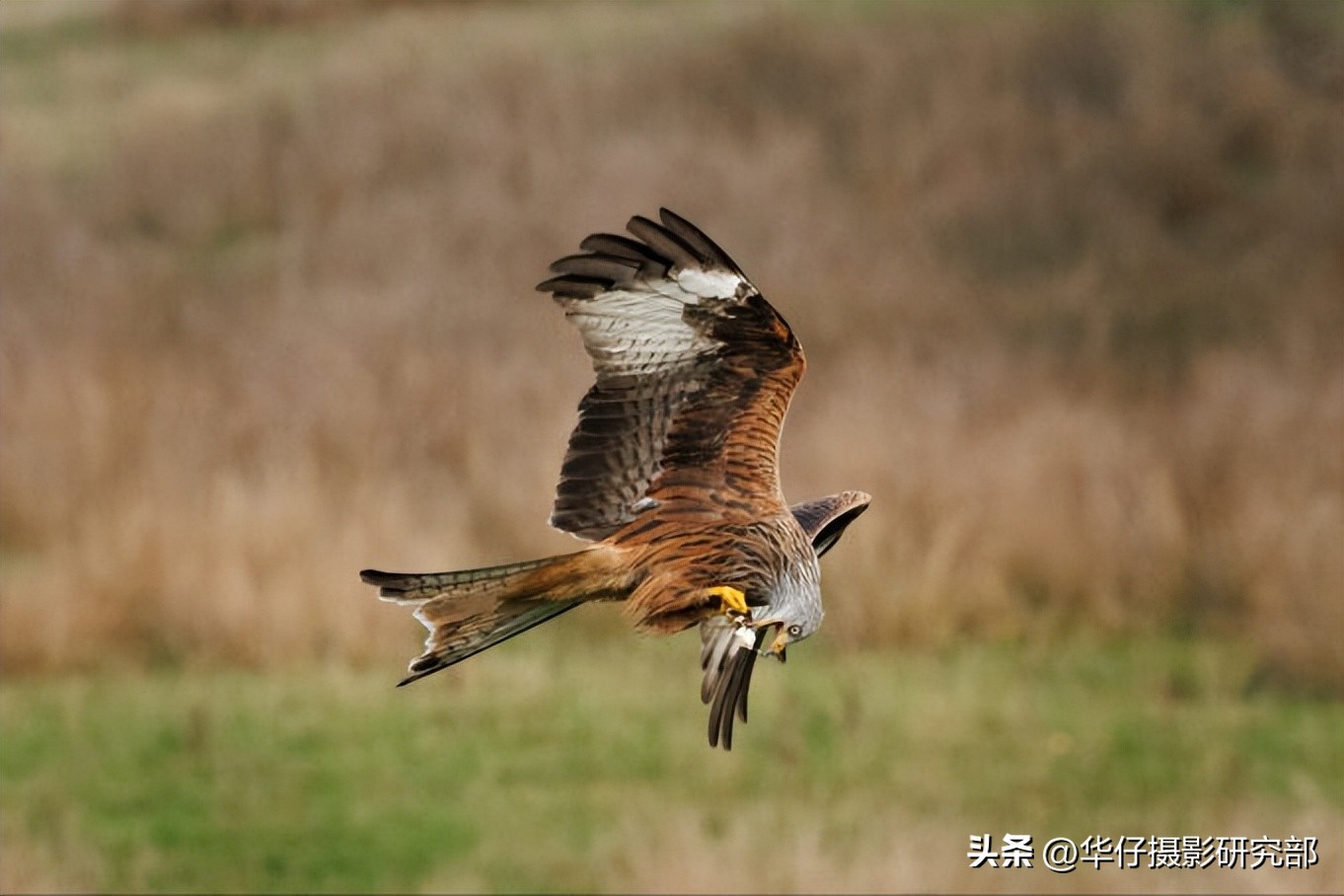 佳能r7与a6600参数对比,佳能r7和索尼a6400对焦