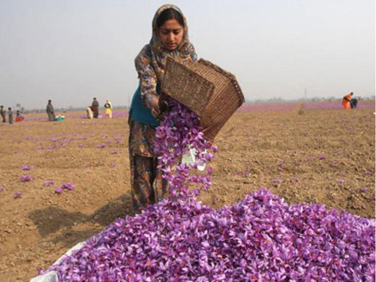 为什么国外都卖藏红花,藏红花是智商税还是真的有用