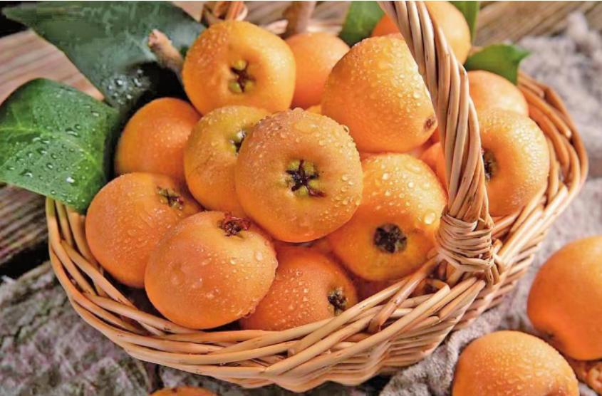 永善县大兴枇杷节,永善枇杷特大果