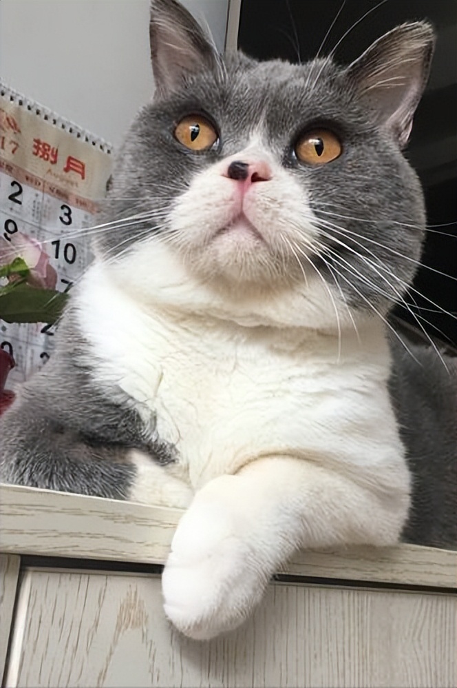 纯种英短有垂耳吗,英短和布偶猫串串长毛还是短毛