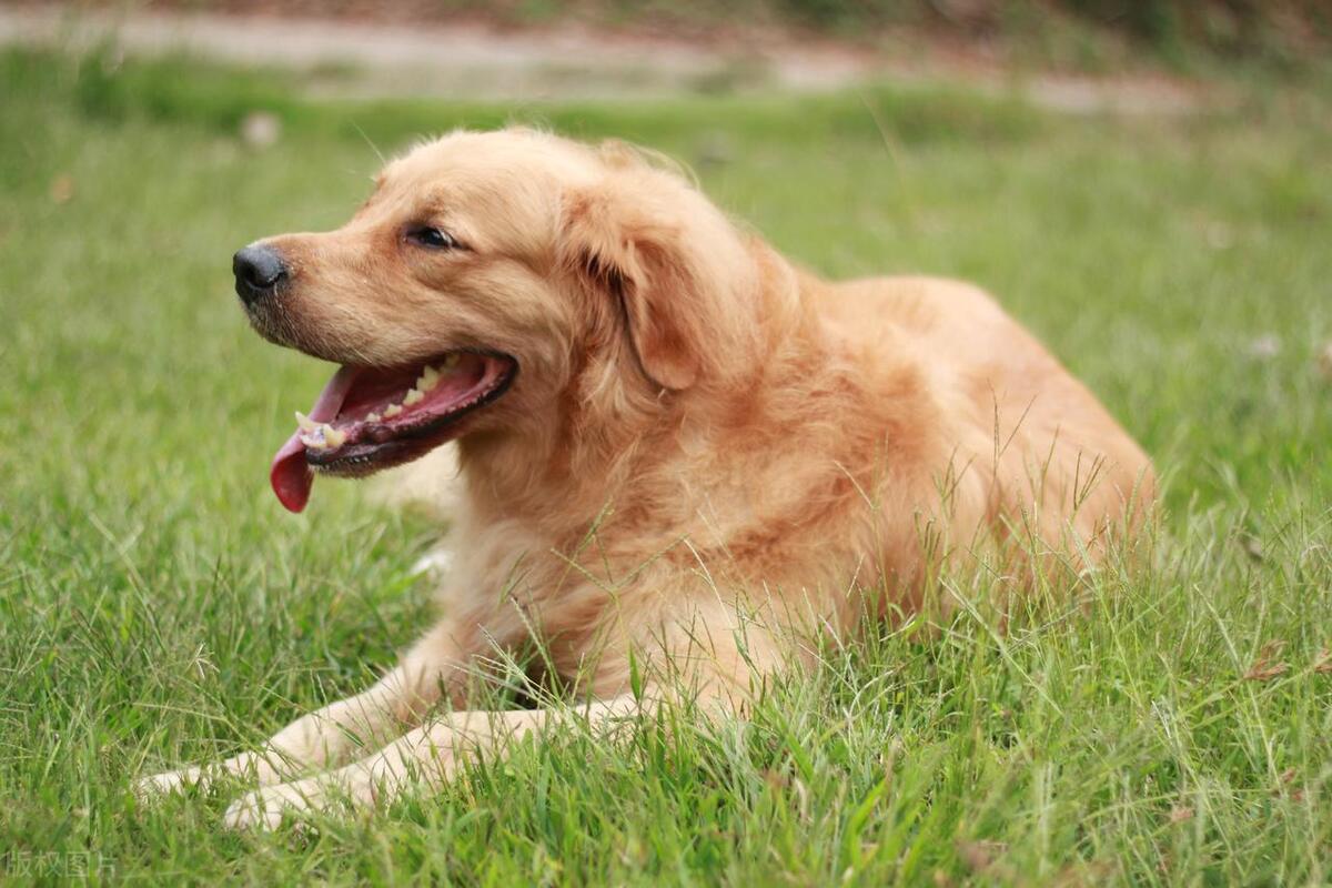 男友不喜欢我养狗怎么办,男朋友非要养狗怎么劝他