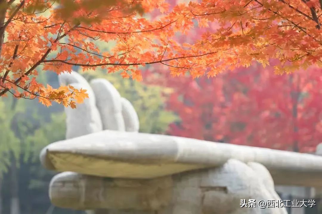 今日雨水!工大四季高清美图，欢迎欣赏使用~