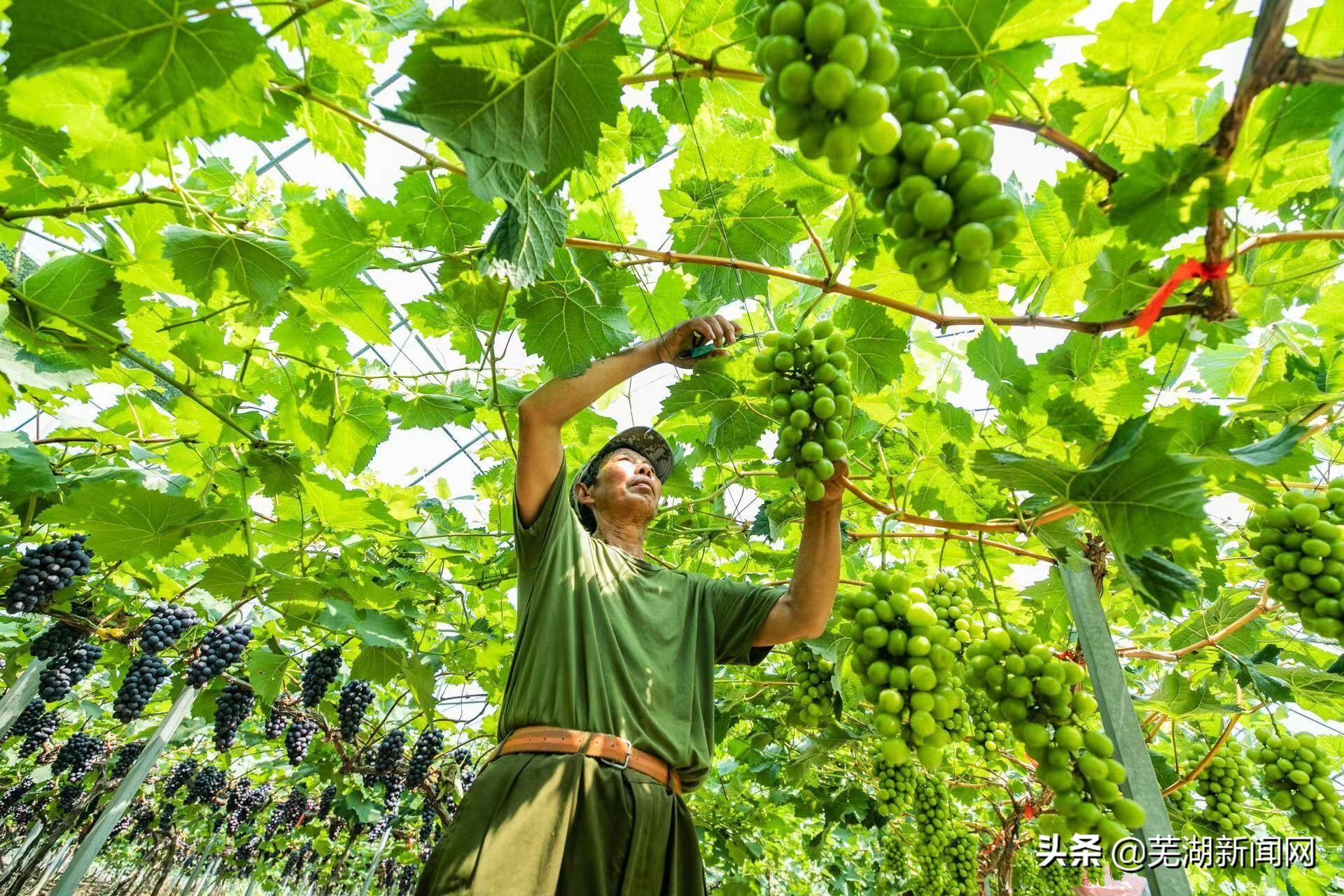 网友对芜湖的评价,网友看芜湖
