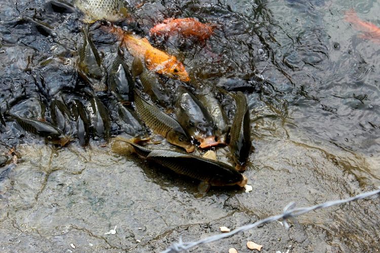 山东青州黄花溪景区图片,山东九寨沟黄花溪