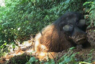 花豹捕获最大野猪,连老虎都不怕的野猪为什么怕花豹