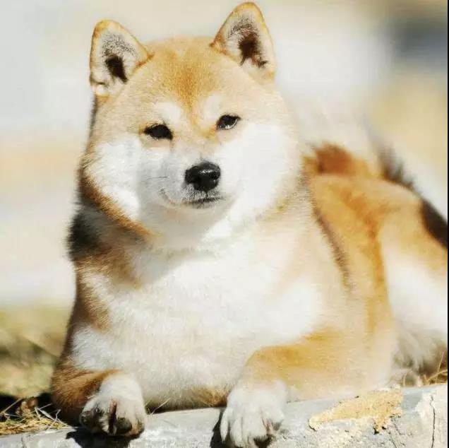 100多种名犬图片大全大图高清,100多种名犬图片大全大图