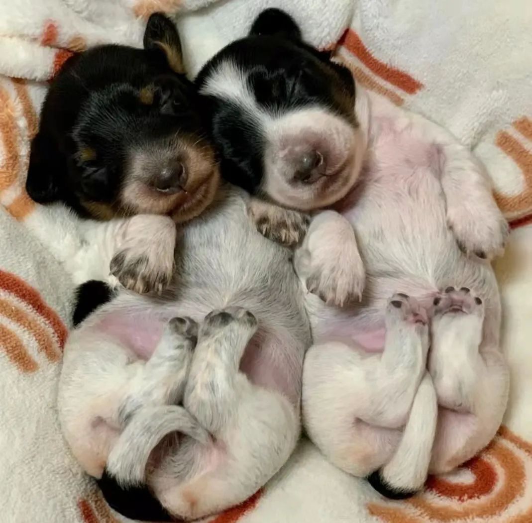 2个月幼犬细小有什么症状？犬细小病毒是怎么引起的？