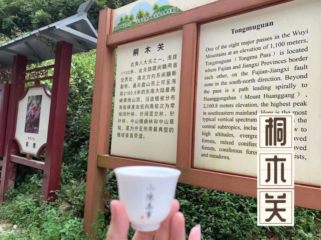 同样是金骏眉为啥桐木关的比较贵,金骏眉武夷山桐木关