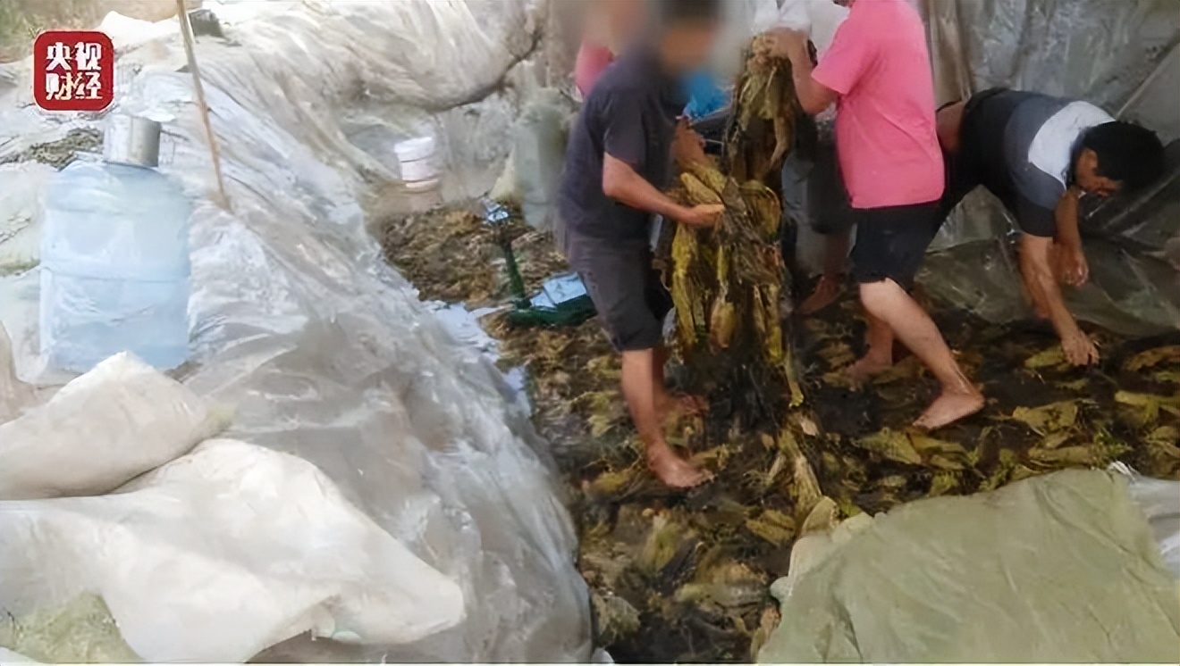 翡翠的水说的是清透度吗,翡翠的水种有哪些