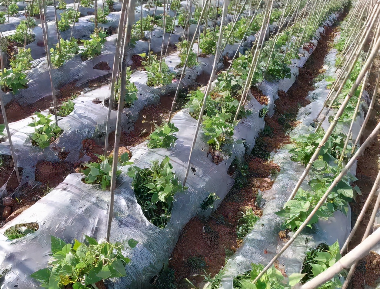 如何种植豆角施肥全过程,种豆角施肥禁忌是什么