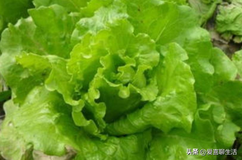 夏季时令养生蔬菜10种,吃哪些水果蔬菜可以明目