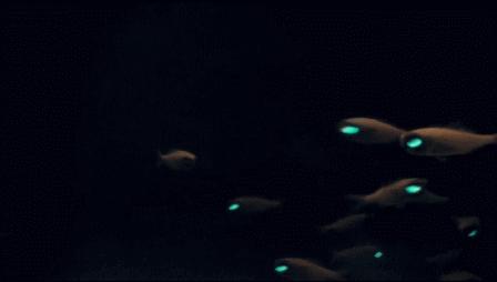 鱼眼睛有没有眼皮,鱼有没有眼皮