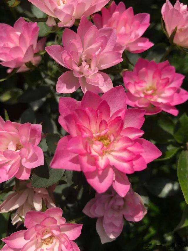 月季品种醉花,月季品种大全及图片欣赏