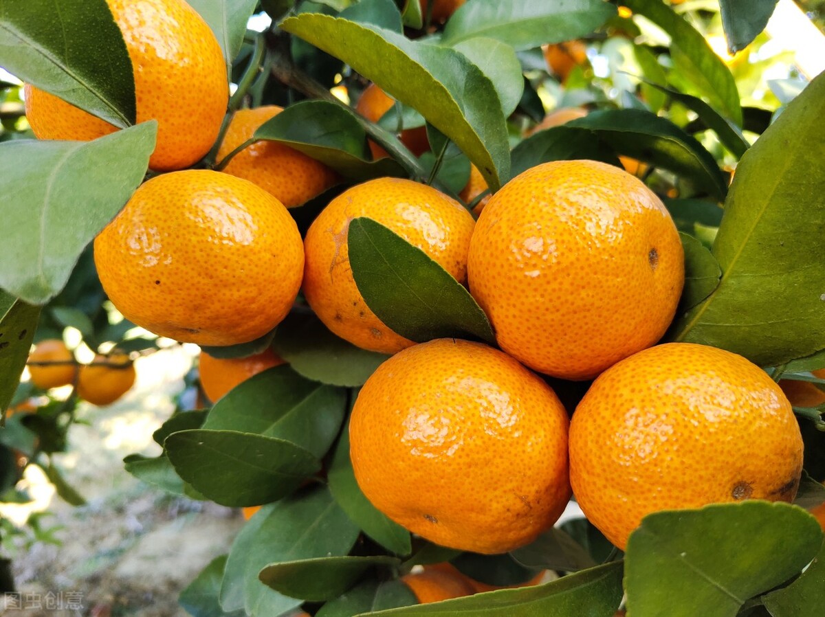 一亩田蔬菜交易平台,一亩田平台批发水果