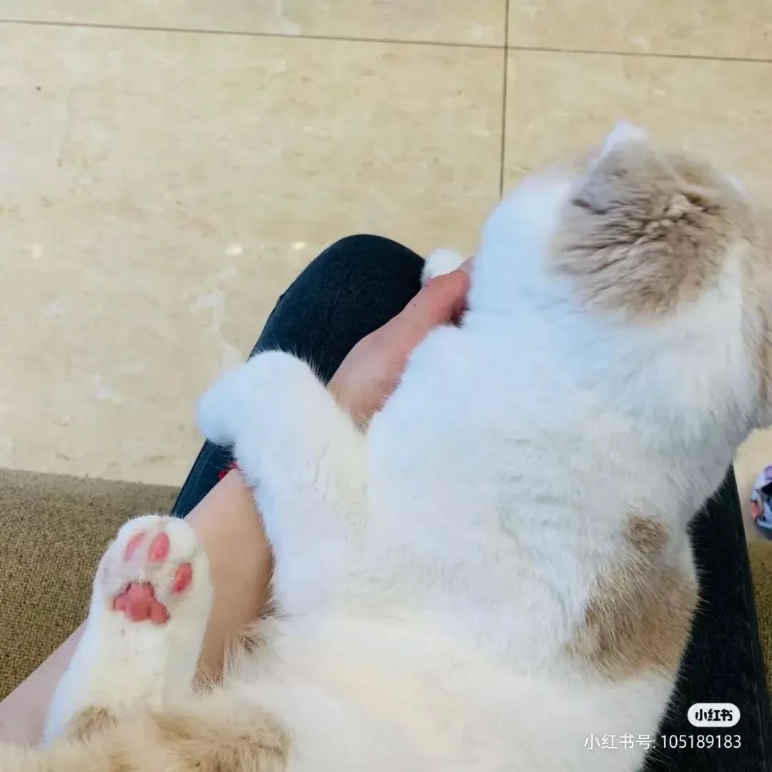 速度扩散，9.9元网红玩具竟成了猫咪的索命凶器？千万别买！