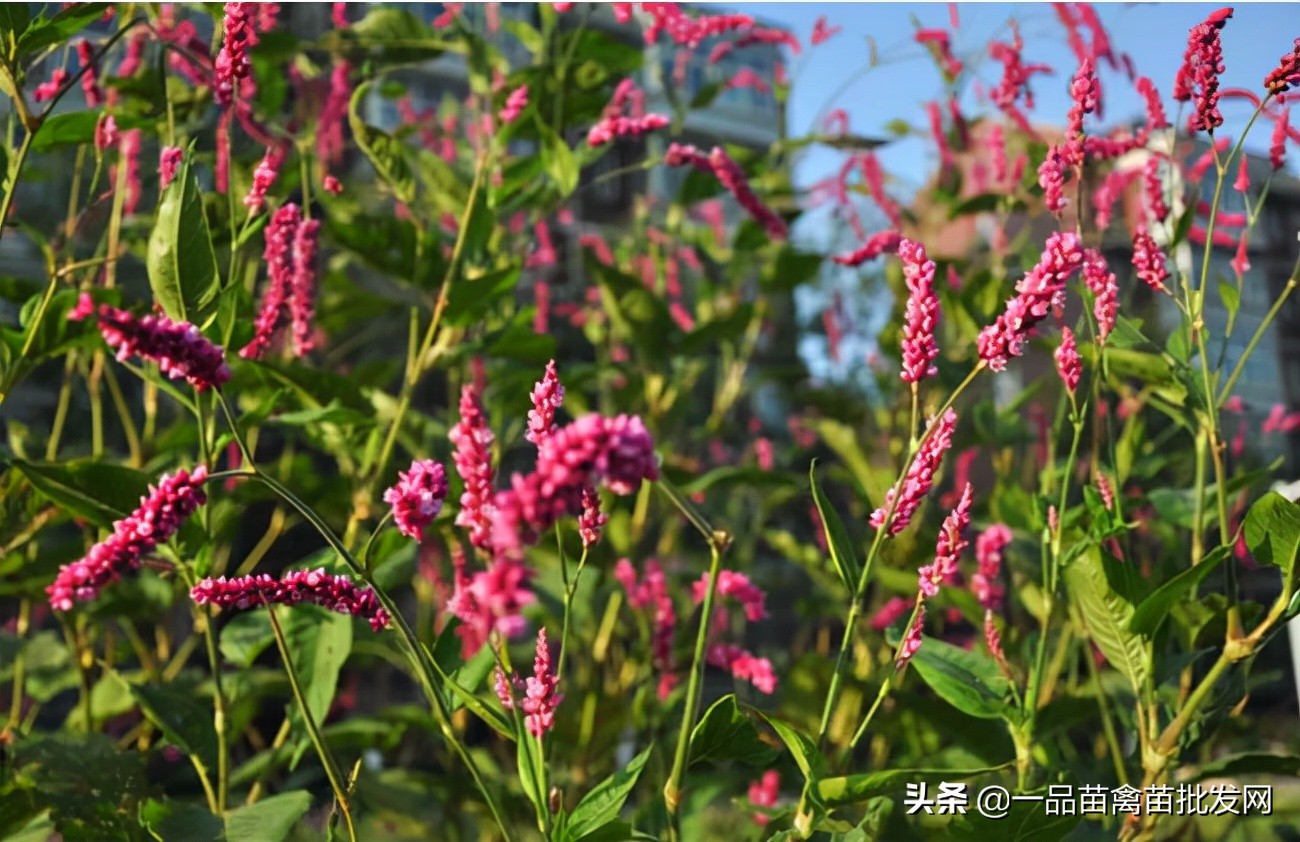 鸡群球虫用什么药好得快,水胡椒治鸡球虫病会反复吗