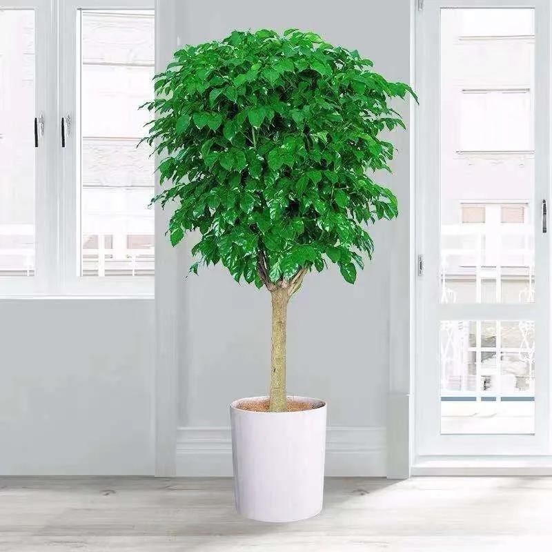 客厅绿植既好看又好养的10种植物,十大最好养的客厅大绿植