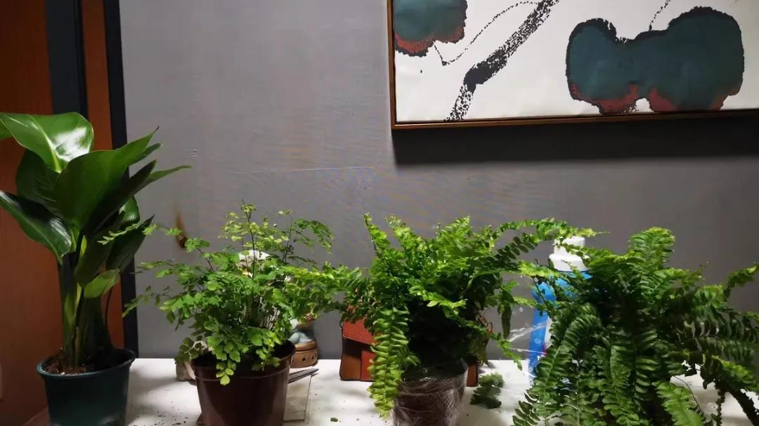 哪些花卉吸甲醛最好,室内哪些绿植可以吸甲醛