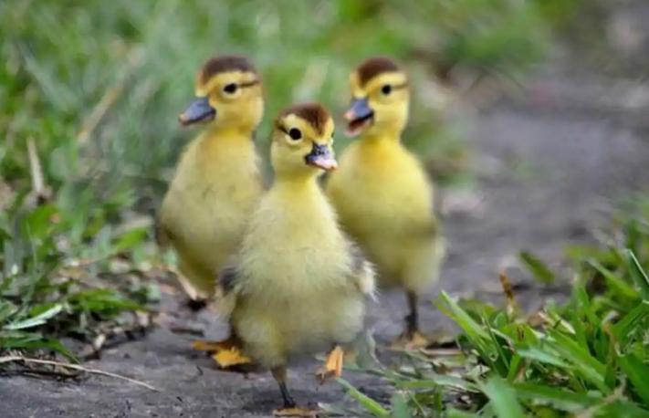 小鸭子怎样喂好养,小鸭子怎么喂养一天喂几次