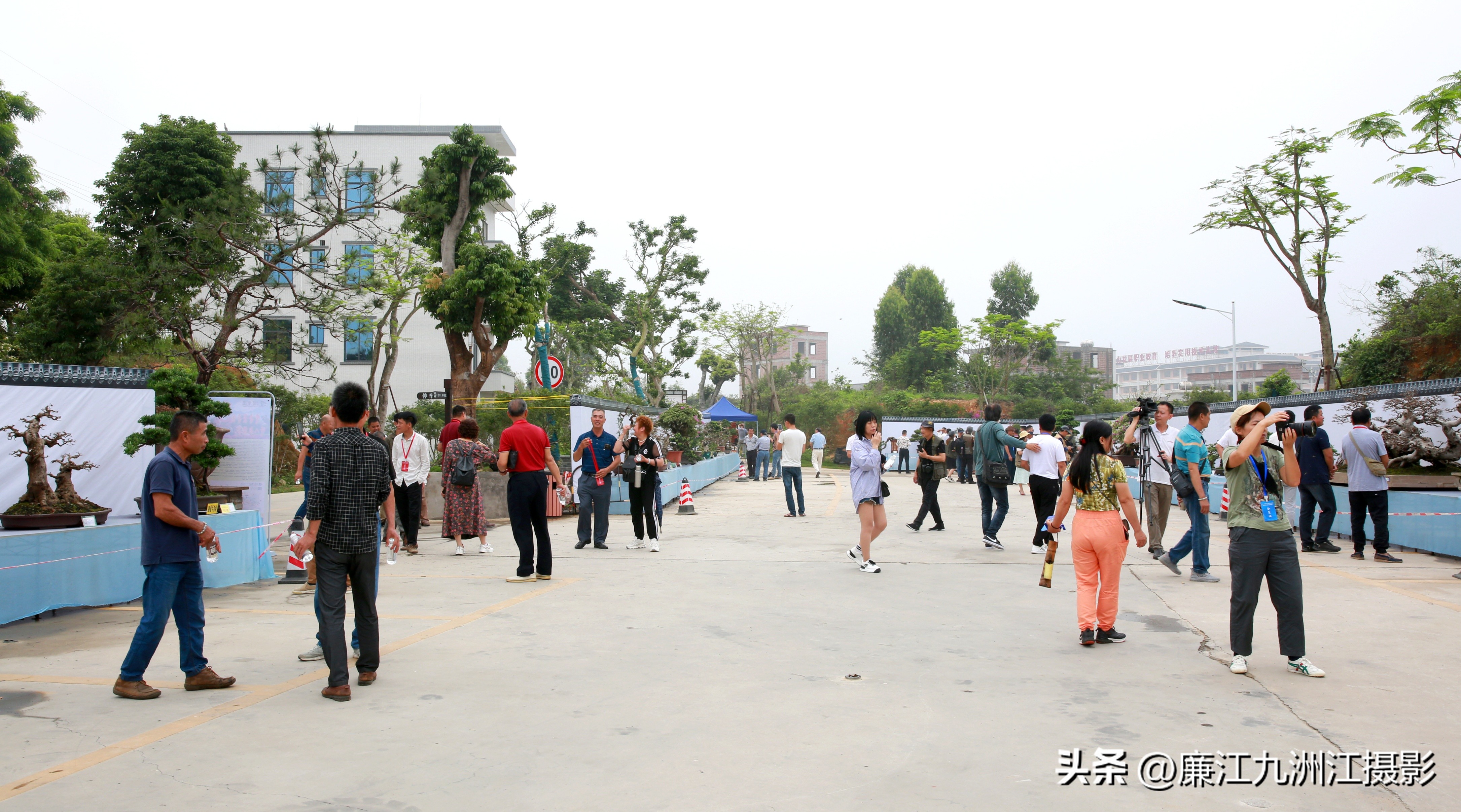 最高端的盆景展,一场惊艳的盆景展